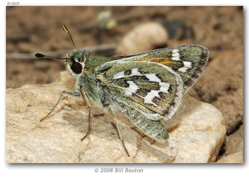 Image of Uncas Skipper