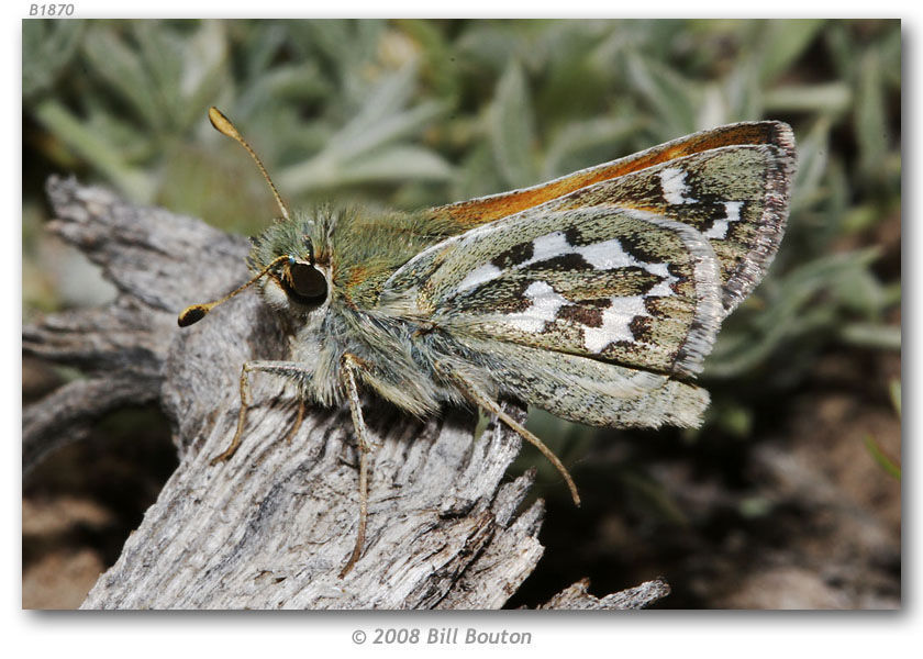 Image of Uncas Skipper