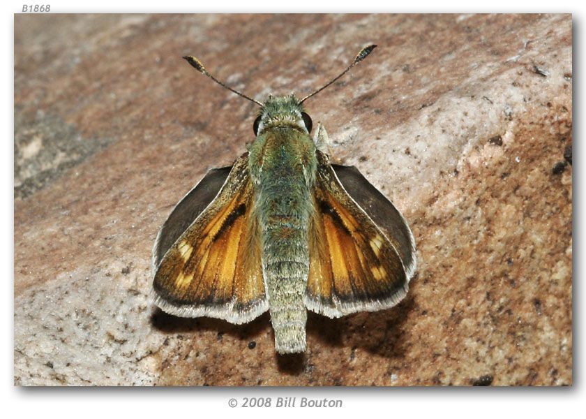 Image of Uncas Skipper