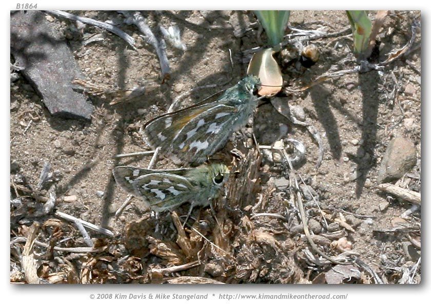 Image of Uncas Skipper