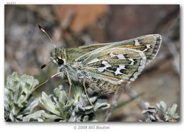 Image of Uncas Skipper