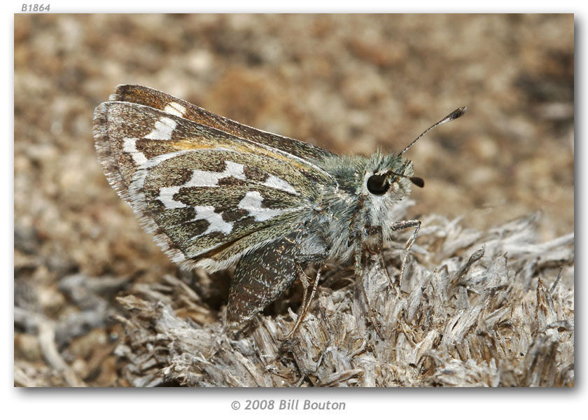 Image of Uncas Skipper