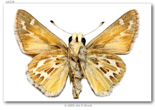 Image of Uncas Skipper