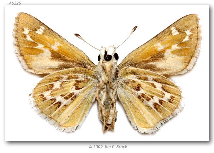 Image of Uncas Skipper