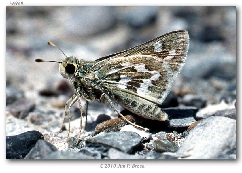 Image of Uncas Skipper