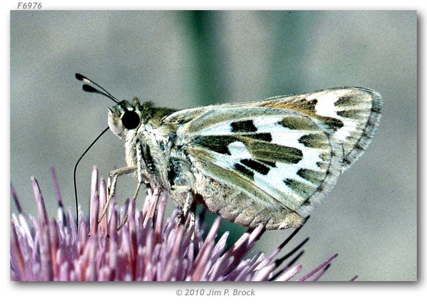 Image of Uncas Skipper