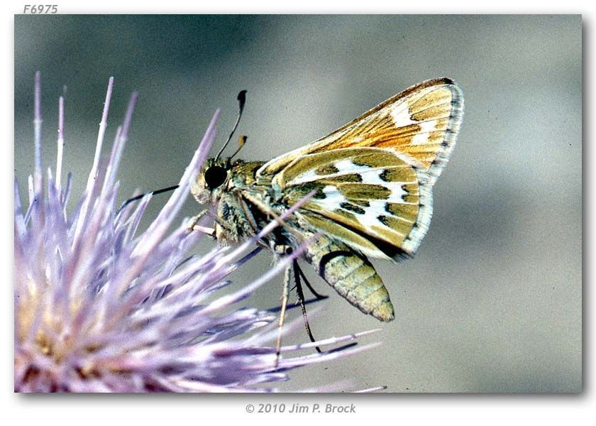 Image of Uncas Skipper