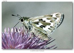 Image of Uncas Skipper