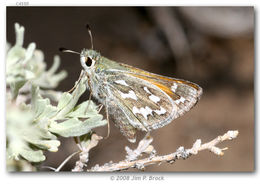 Image of Uncas Skipper