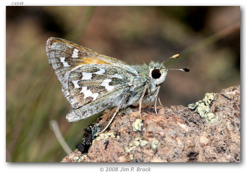 Image of Uncas Skipper