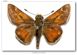 Image of Green Skipper