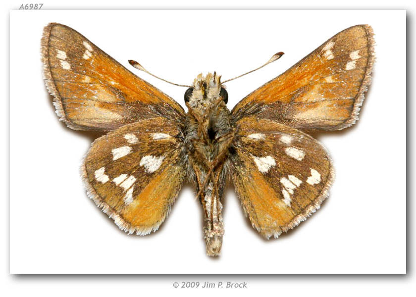 Image of Green Skipper