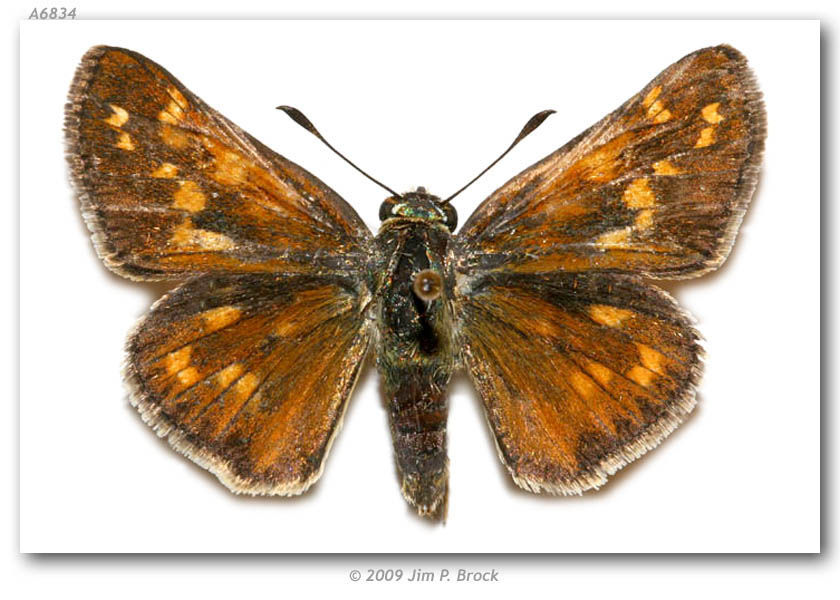 Image of Green Skipper