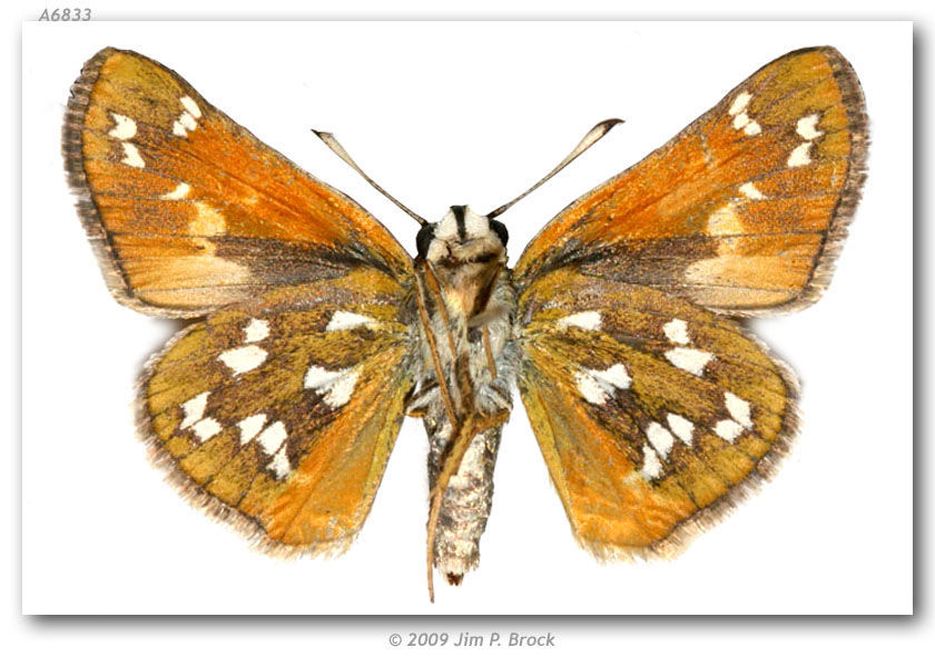 Image of Green Skipper