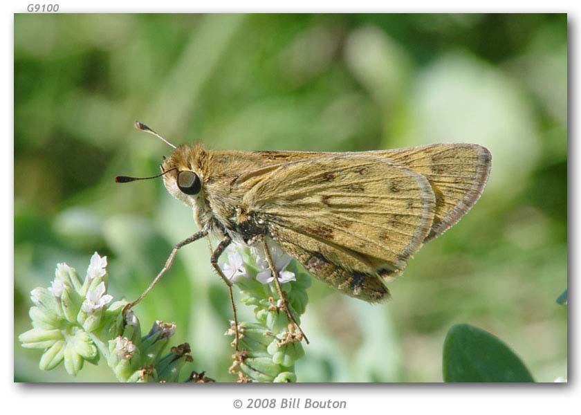 Image de Hylephila phylaeus Drury (1880?)