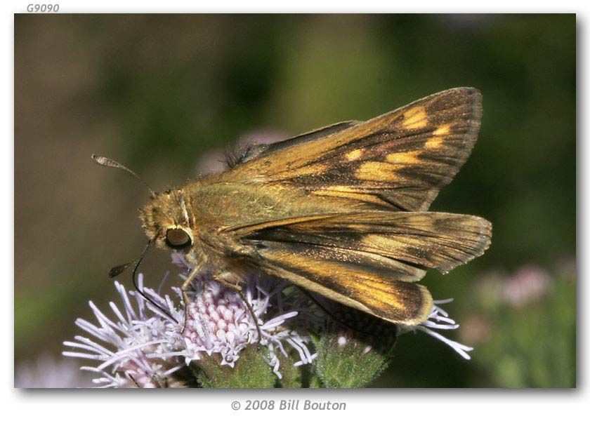 Image of Hylephila phylaeus Drury (1880?)