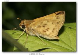 Image de Hylephila phylaeus Drury (1880?)