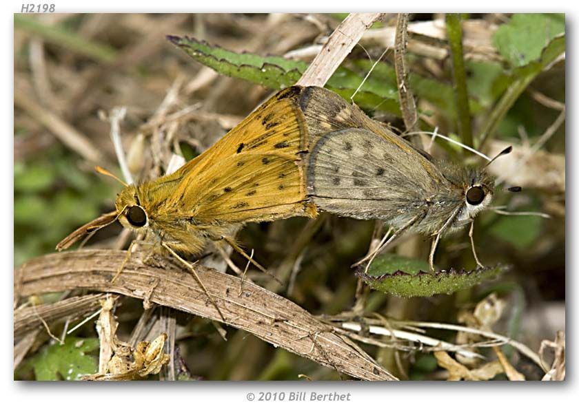 Image de Hylephila phylaeus Drury (1880?)