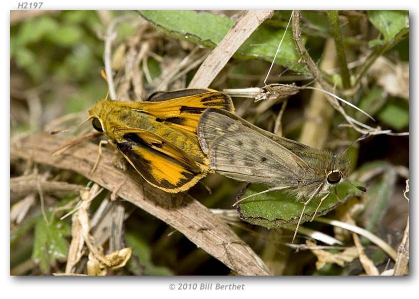 Image de Hylephila phylaeus Drury (1880?)