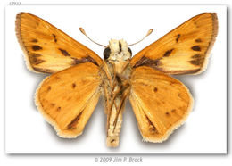 Image of Hylephila phylaeus Drury (1880?)