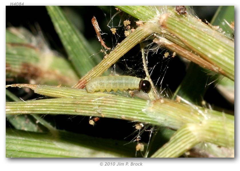 Image de Hylephila phylaeus Drury (1880?)