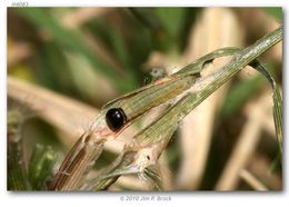 Image de Hylephila phylaeus Drury (1880?)