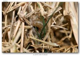 Image de Hylephila phylaeus Drury (1880?)