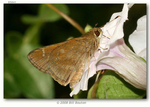 Image of Lerema