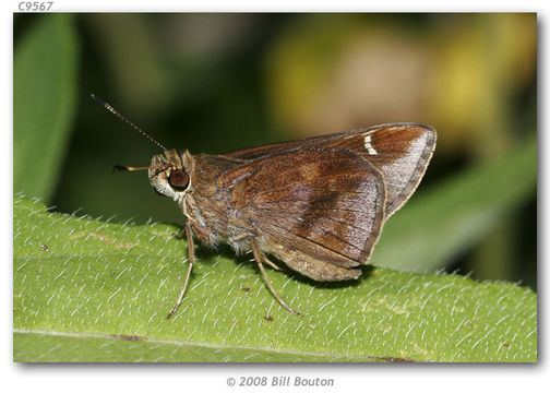 Image of Lerema