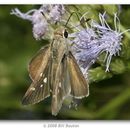 Image of Eufala Skipper