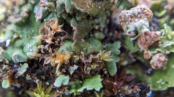 Image of Cladonia pocillum