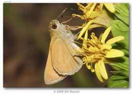 Image of Julia's Skipper