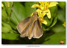 Image of Julia's Skipper