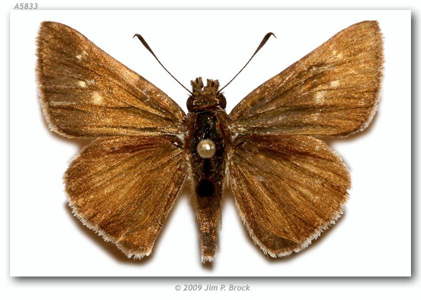 Image of Julia's Skipper