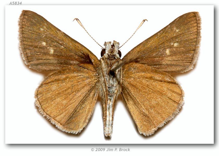 Image of Julia's Skipper