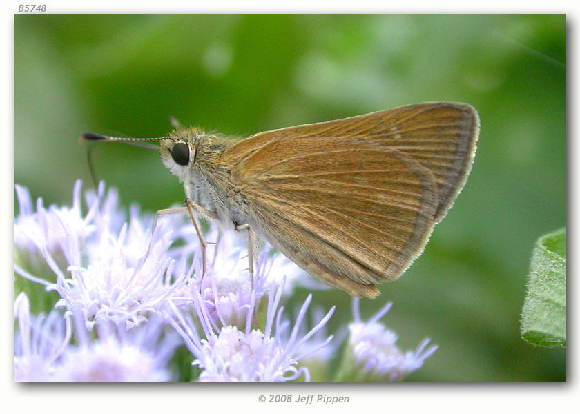 Image of Julia's Skipper