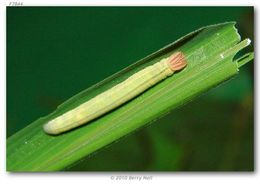 Image of Julia's Skipper