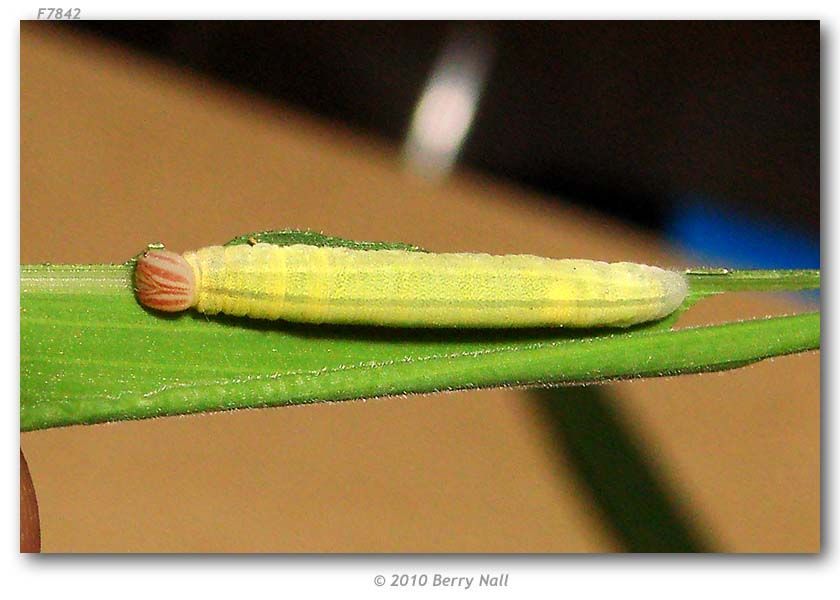 Image of Julia's Skipper