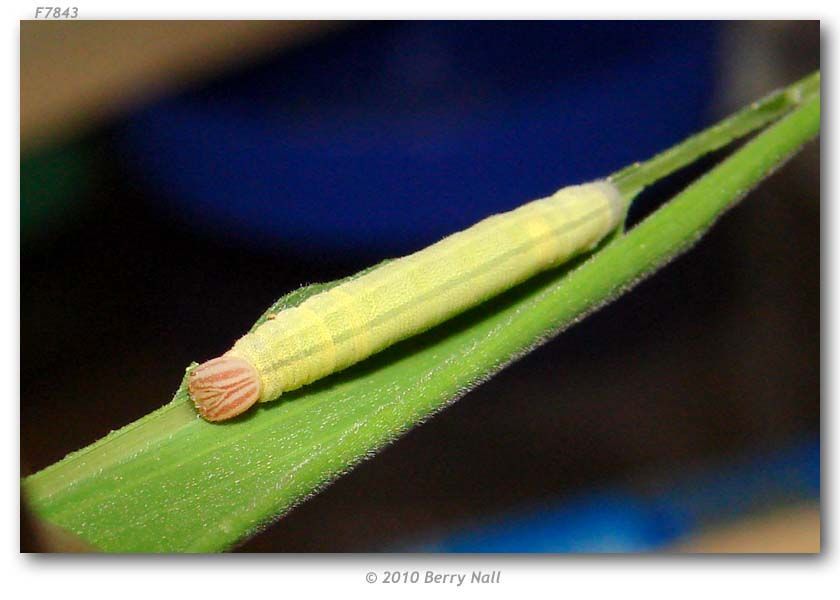 Image of Julia's Skipper