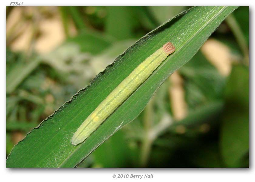 Image of Julia's Skipper