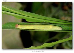 Image of Julia's Skipper