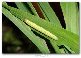 Image of Julia's Skipper