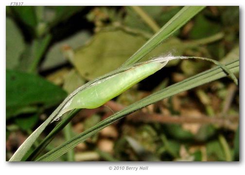 Image of Julia's Skipper