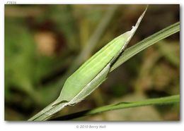 Image of Julia's Skipper