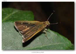 Image of Julia's Skipper