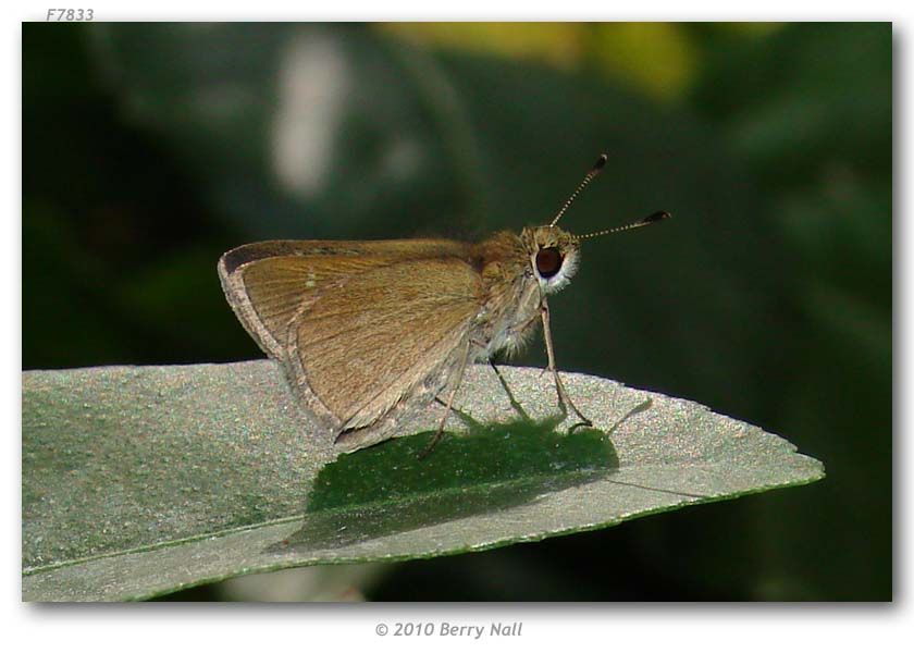 Image of Julia's Skipper