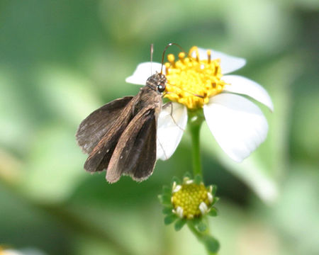 Image of Neamathla Skipper