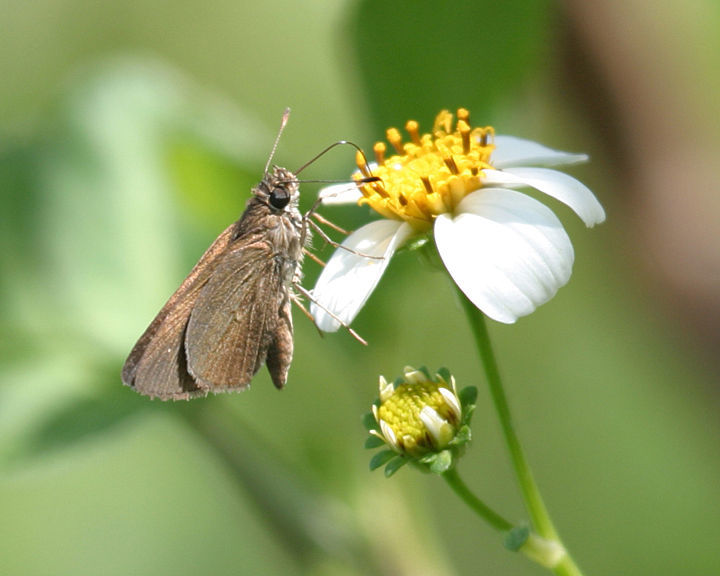 Image of Neamathla Skipper