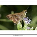 Image of Violet-banded Skipper