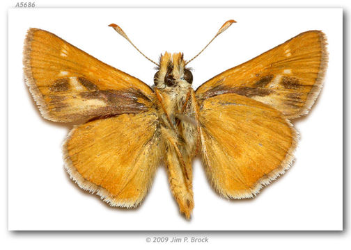 Image of Rural Skipper